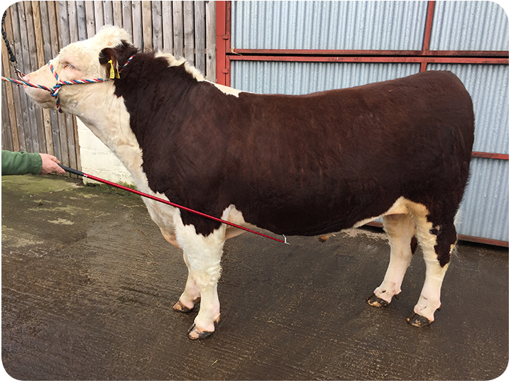 Hereford Cattle for sale